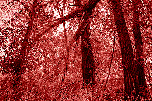 Fallen Forest Tree Trunks Among Sunlight (Red Shade Photo)