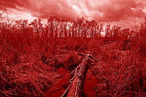 Fallen Snow Covered Tree Log Among Reed Grass (Red Shade Photo)