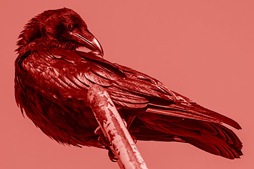 Feather Cleaning Raven Perched Atop Rusted Rail (Red Shade)