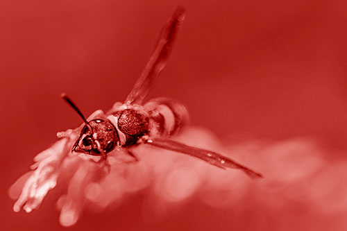 Feisty Wasp Gazes Upwards Among Plant Top (Red Shade)
