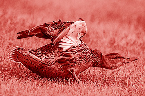 Female Mallard Duck Stretching Among Cut Grass (Red Shade)