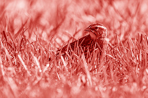 Female Red Winged Blackbird Taking Gander Among Grass (Red Shade)
