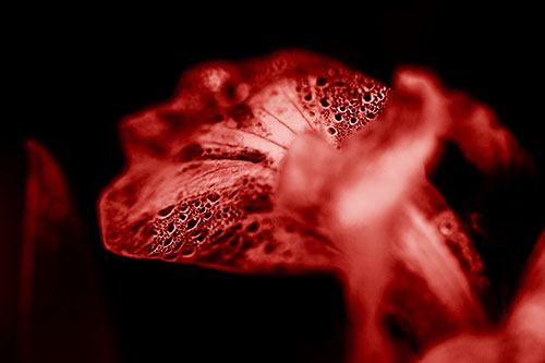Fish Faced Dew Covered Iris Flower Petal (Red Shade Photo)