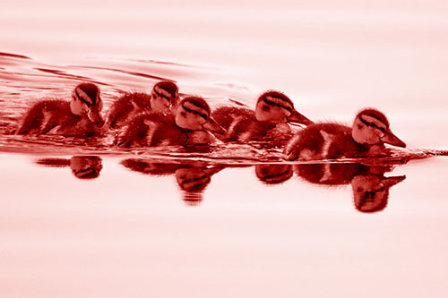 Five Baby Mallard Ducklings Swimming Across Lake Water (Red Shade)