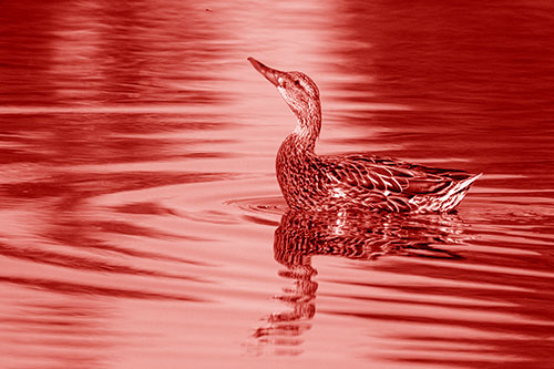 Floating Mallard Duck Watches Dragonfly Buzzing Above (Red Shade)