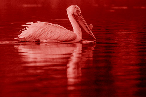 Floating Pelican Reflection Among Lake Water (Red Shade)