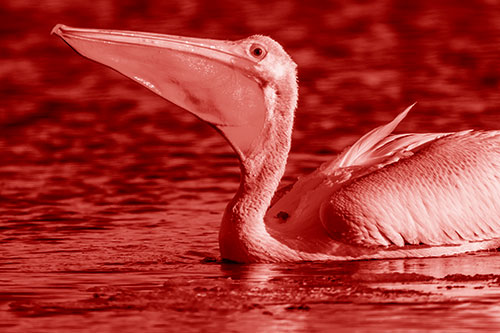 Floating Pelican Swallows Fishy Dinner (Red Shade Photo)