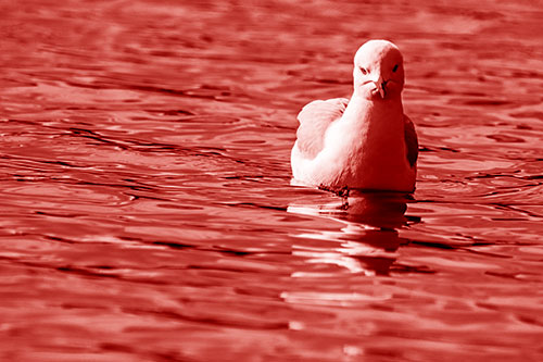 Floating Seagull Making Direct Eye Contact (Red Shade)
