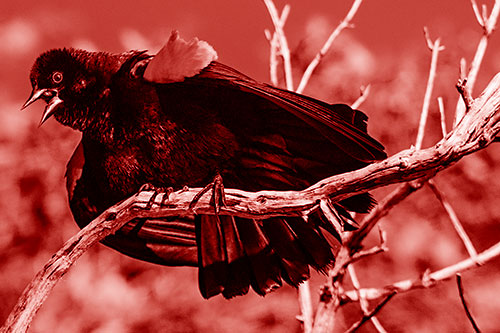 Fluffy Red Winged Blackbird Cawing Among Curving Branch (Red Shade)