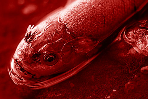 Fly Feasts Among Freshwater Whitefish Eyeball (Red Shade Photo)