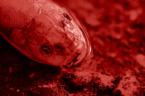 Fly Grooming Atop Dead Freshwater Whitefish Eyeball (Red Shade)