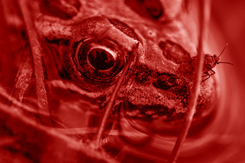Fly Standing Atop Leopard Frogs Nose (Red Shade)