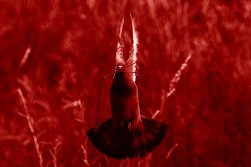 Flying Pigeon Carries Stick In Mouth (Red Shade)