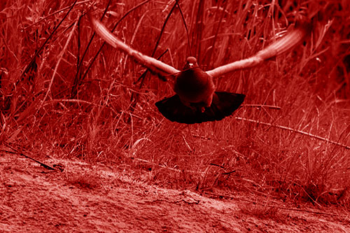 Flying Pigeon Collecting Nest Sticks (Red Shade Photo)