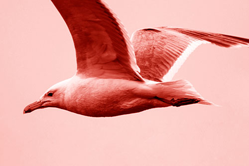 Flying Seagull Close Up During Flight (Red Shade Photo)