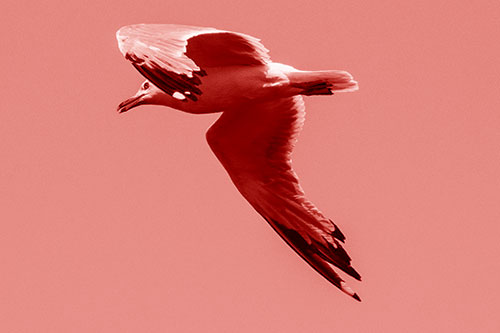 Flying Seagull Searching For Fishy Breakfast (Red Shade)