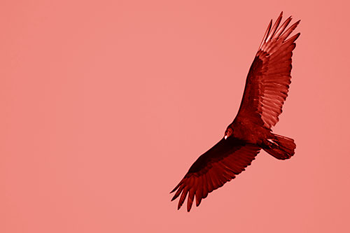 Flying Turkey Vulture Hunts For Food (Red Shade Photo)