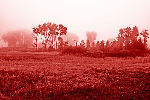 Fog Lingers Beyond Tree Clusters (Red Shade)