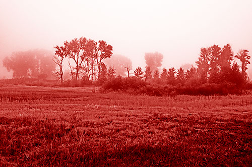 Fog Lingers Beyond Tree Clusters (Red Shade Photo)