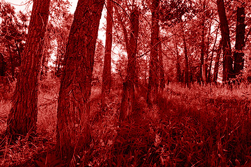 Forest Tree Trunks Blocking Sunlight (Red Shade Photo)