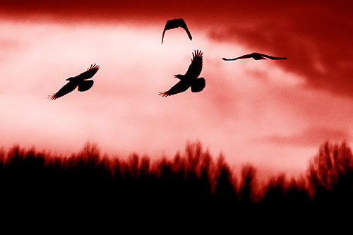 Four Crows Flying Above Trees (Red Shade Photo)