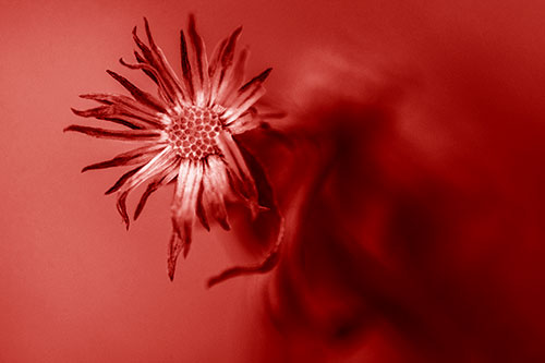 Freezing Aster Flower Shaking Among Wind (Red Shade Photo)