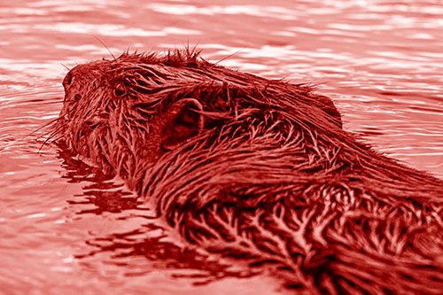 Frightened Beaver Swims Upstream River (Red Shade)