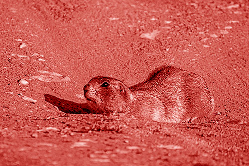 Frightened Russet Ground Squirrel Crouching Atop Dirt Mound (Red Shade)