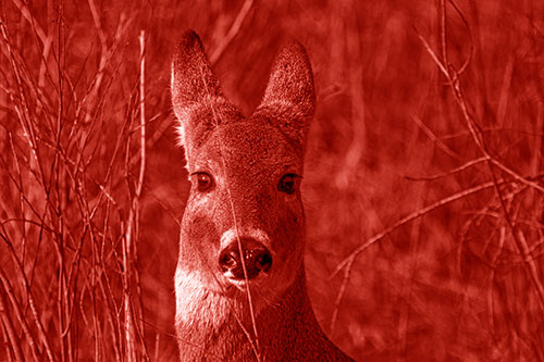 Frightened White Tailed Deer Staring (Red Shade Photo)