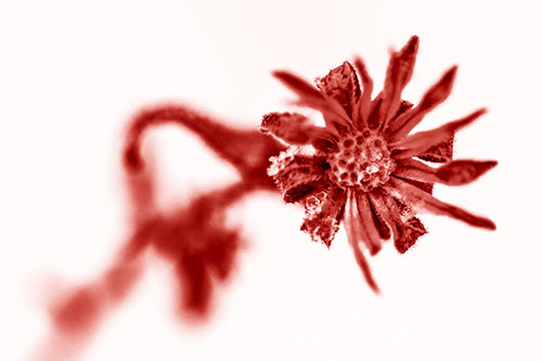 Frozen Ice Clinging Among Bending Aster Flower Petals (Red Shade Photo)