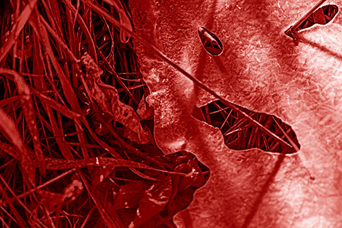 Frozen Protruding Grass Bladed Ice Face (Red Shade Photo)