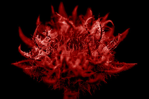 Fuzzy Sunflower Bud Begins Blooming (Red Shade)