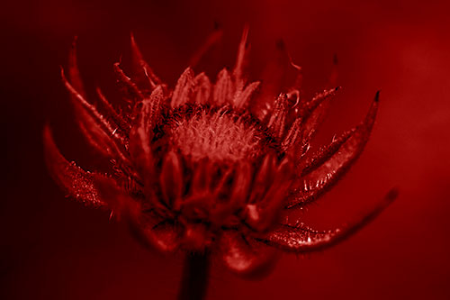 Fuzzy Unfurling Sunflower Bud Blooming (Red Shade Photo)