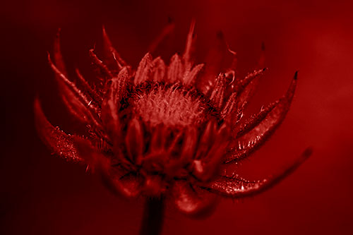 Fuzzy Unfurling Sunflower Bud Blooming (Red Shade Photo)