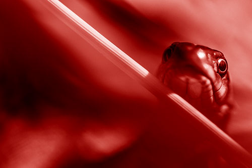 Garter Snake Peeking Head Over Dried Fescue Grass Blade (Red Shade)