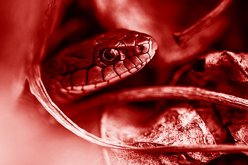 Garter Snake Peeking Out Dirt Tunnel (Red Shade Photo)