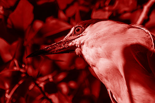 Gazing Black Crowned Night Heron Among Tree Branches (Red Shade Photo)