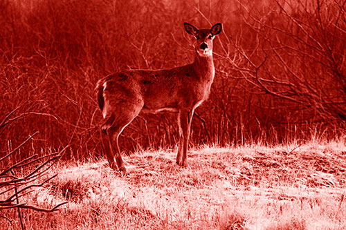Gazing White Tailed Deer Standing Atop High Ground (Red Shade Photo)