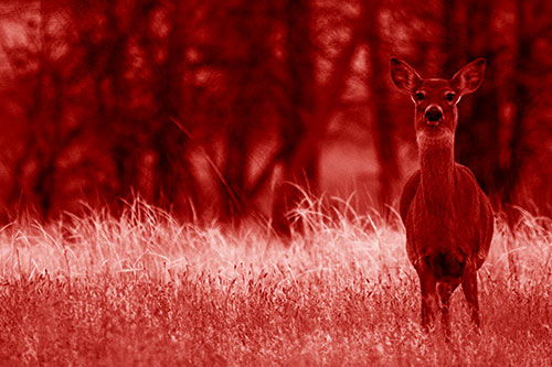 Gazing White Tailed Deer Watching Among Feather Reed Grass (Red Shade Photo)