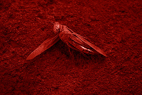 Giant Dead Grasshopper Laid To Rest (Red Shade Photo)