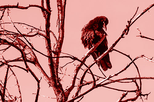 Glaze Eyed Crow Tilting Head Among Dead Tree Branches (Red Shade)
