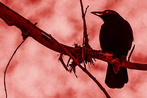 Glazed Eyed Crow Gazing Sideways Along Sloping Tree Branch (Red Shade Photo)