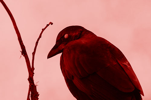 Glazed Eyed Crow Hunched Over Atop Tree Branch (Red Shade Photo)