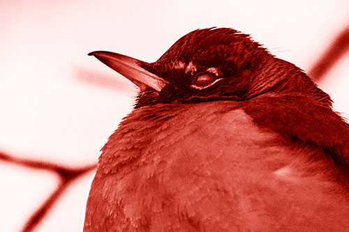 Glazed Eyed Robin Resting Atop Tree Branch (Red Shade Photo)