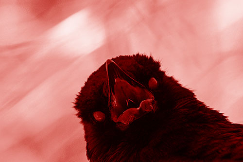 Glazed Eyed Tongue Screaming Crow (Red Shade Photo)
