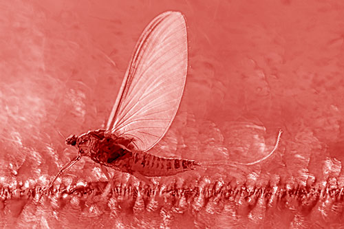Glistening Mayfly Enjoying Bright Sunlight (Red Shade)