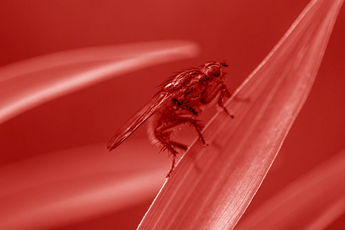 Golden Dung Fly Perched Along Sloping Fescue Grass Blade (Red Shade)