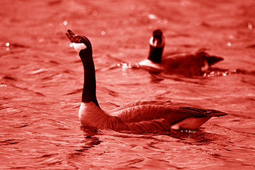 Goose Honking Loudly On Lake Water (Red Shade Photo)