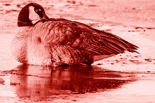 Goose Resting Atop Ice Frozen River (Red Shade Photo)