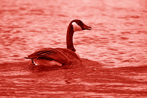 Goose Swimming Down River Water (Red Shade Photo)